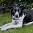 Horse portrait in oil on linen canvas samples #266 a border Collie